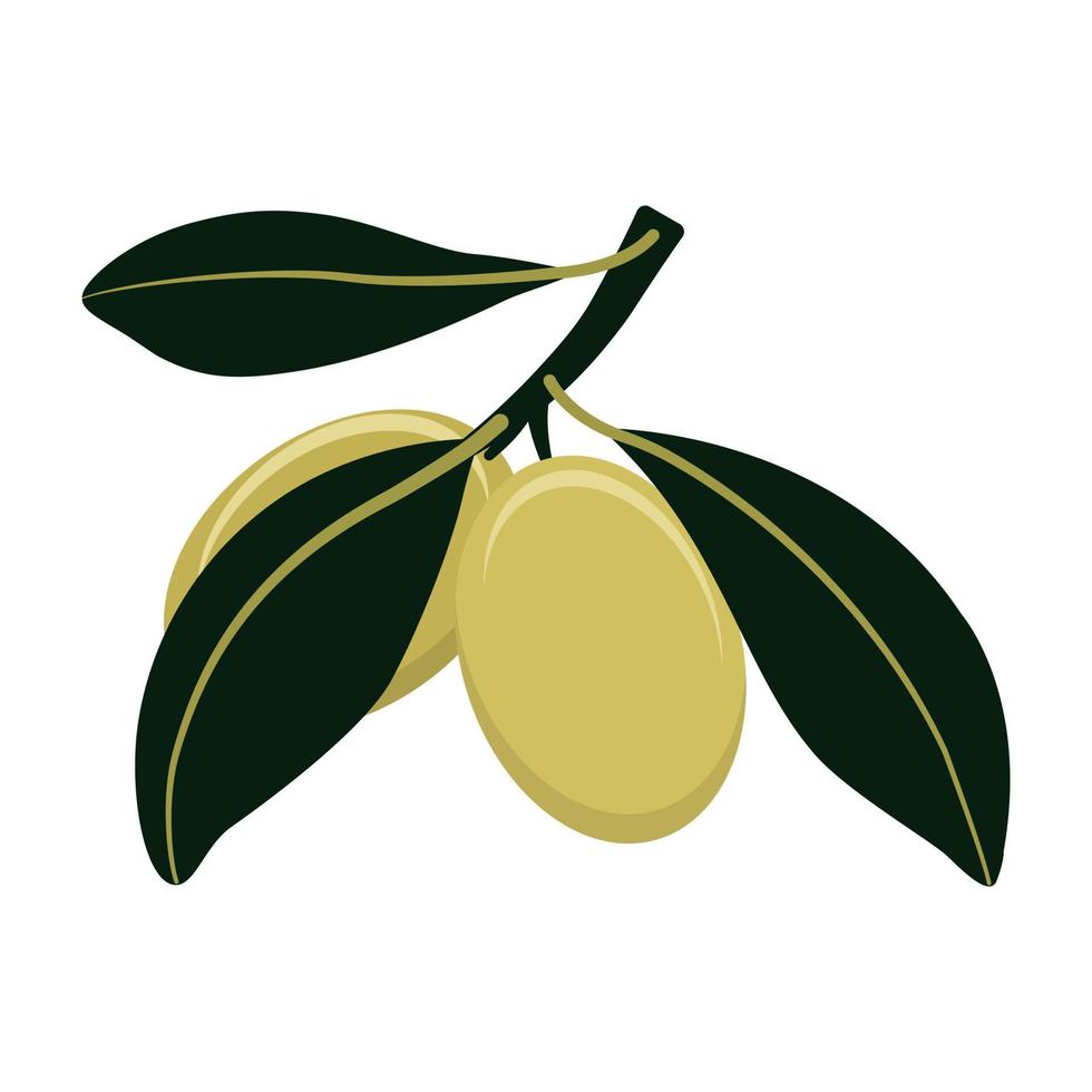 oliv gren med grön oliver isolerat på vit bakgrund. platt stil. vektor illustration