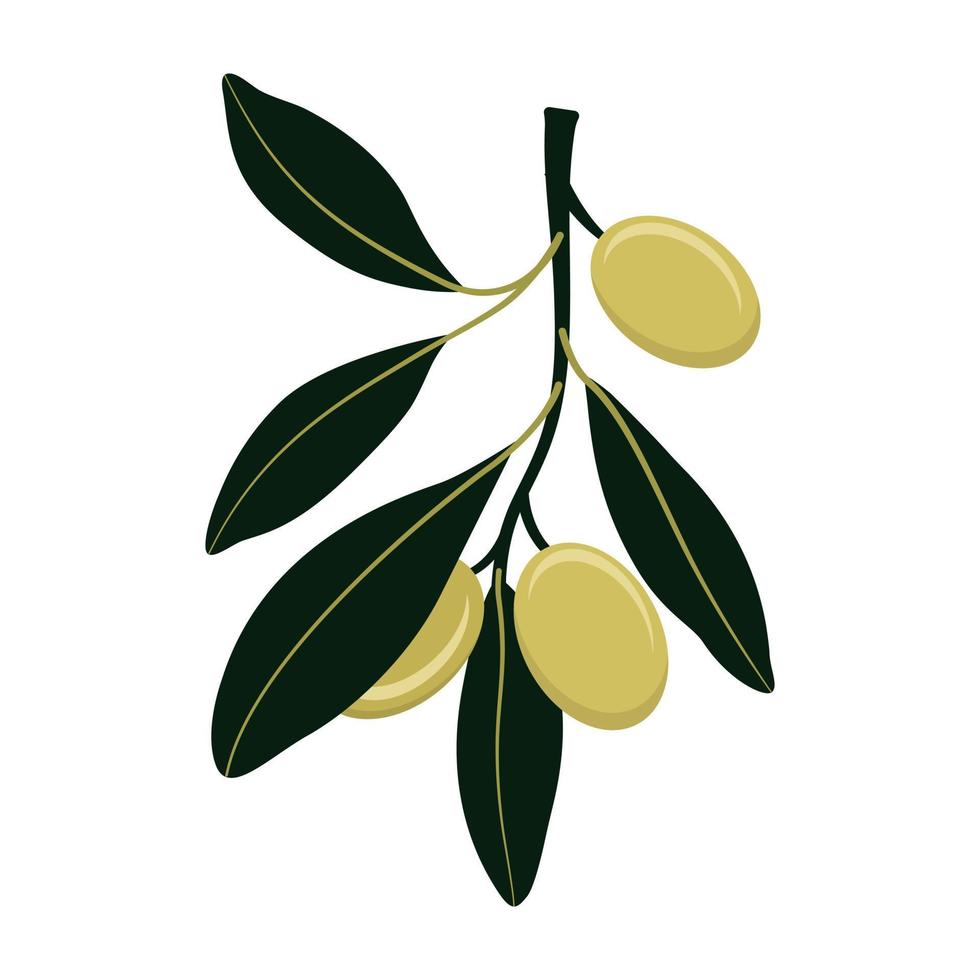 Olivenzweig mit grünen Oliven isoliert auf weißem Hintergrund. flacher Stil. Vektor-Illustration vektor