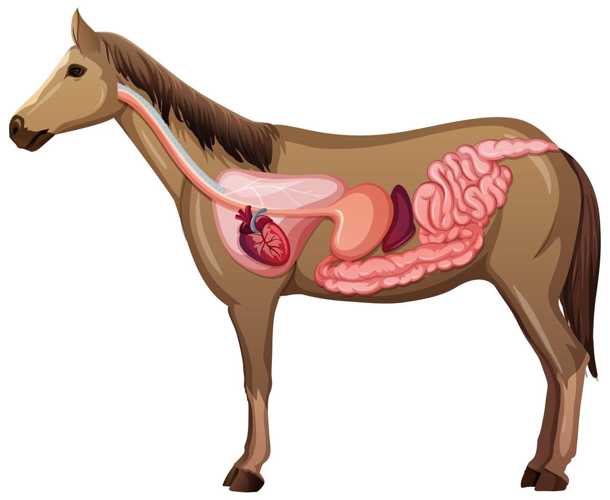 innere Anatomie eines Pferdes lokalisiert auf weißem Hintergrund vektor