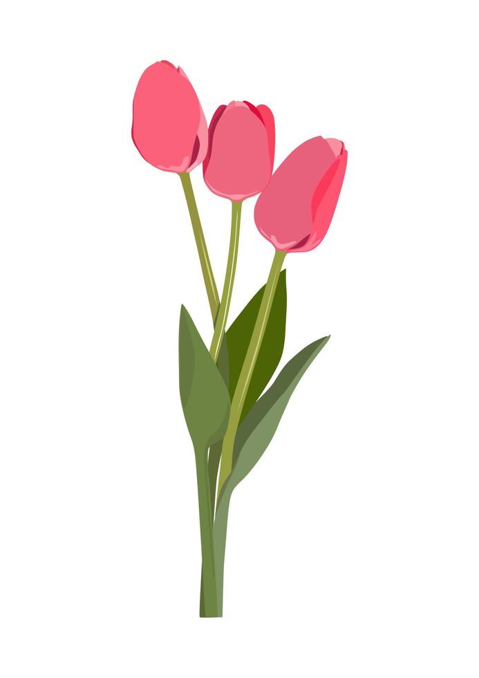 rosa tulpenblumenstraußkarte. weißer Hintergrund. drei Blumen. Frühlingszeit. vektor