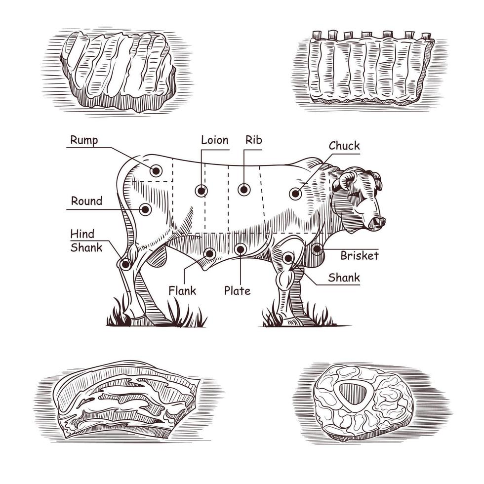 Reihe von Handzeichnungen zum Thema Fleisch. vektor