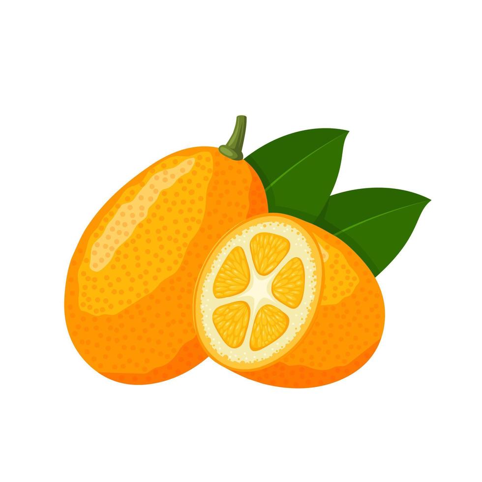 vektorillustration, kumquat oder zitrusfrucht japonica, lokalisiert auf weißem hintergrund. vektor
