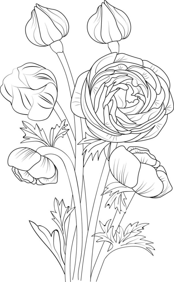 Ranunchulas Strichzeichnungen, florale Vektorillustration, Blumen im Vintage-Gravurstil mit Rosen isoliert auf weißem Hintergrund, handgezeichnete botanische Blume. vektor