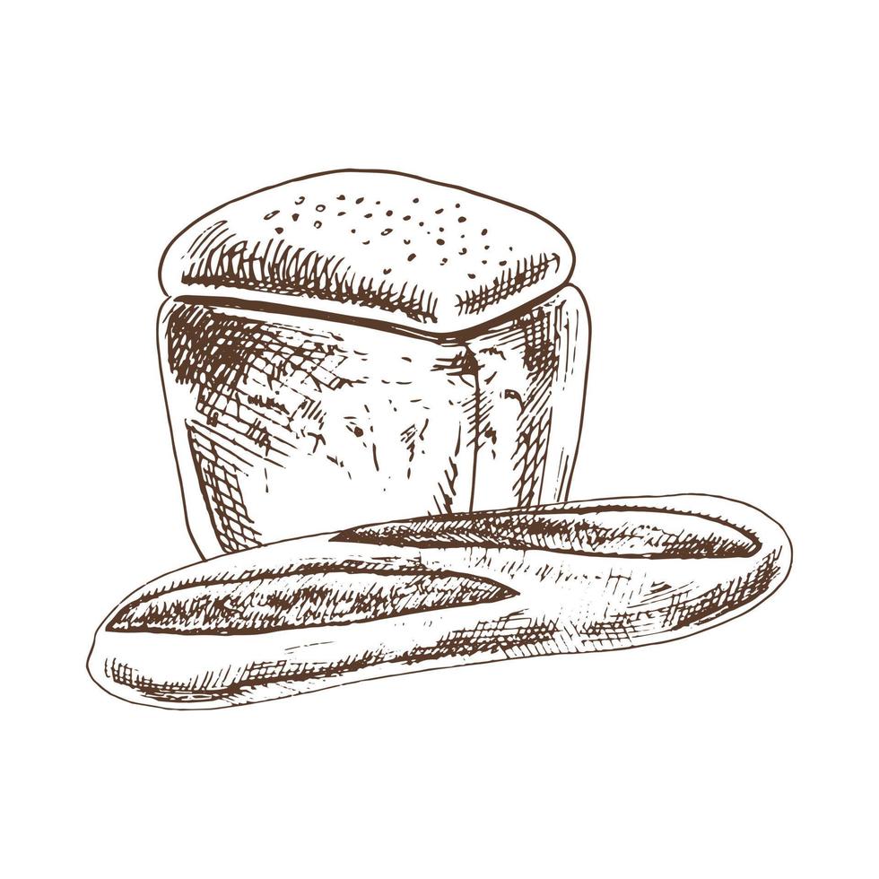vektor hand dragen skiss illustration av limpa av bröd och baguette. teckning isolerat på vit bakgrund. skiss ikon och bageri element.