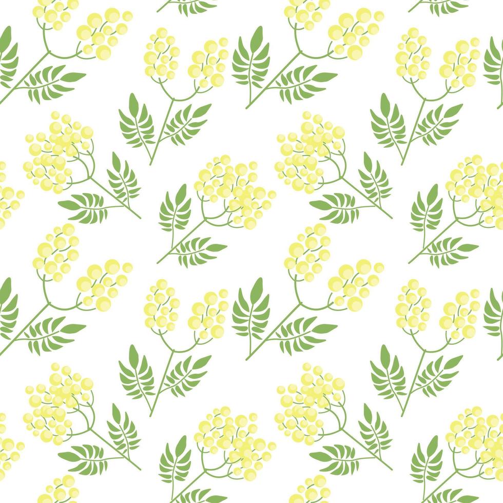 botanisk sömlös mönster med gul mimosa blommor och löv på vit bakgrund. bakgrund med elegant blommande växter. naturlig vektor illustration för textil- skriva ut, tapet, omslag papper.