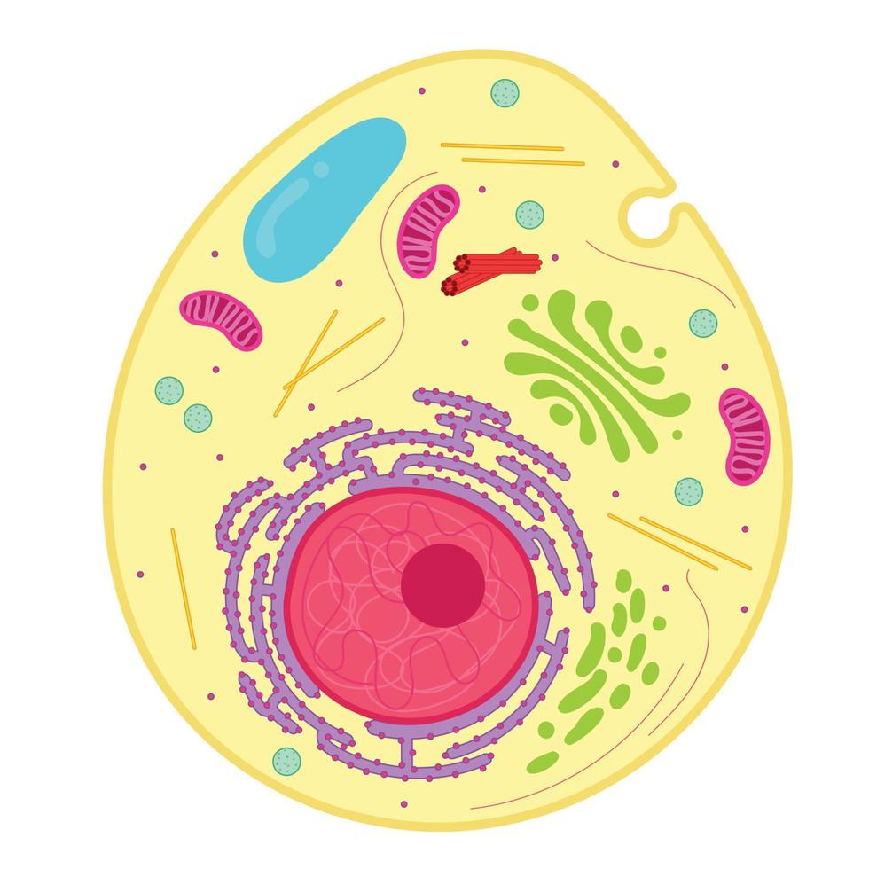 ett djur- cell är en typ av eukaryot cell. vektor