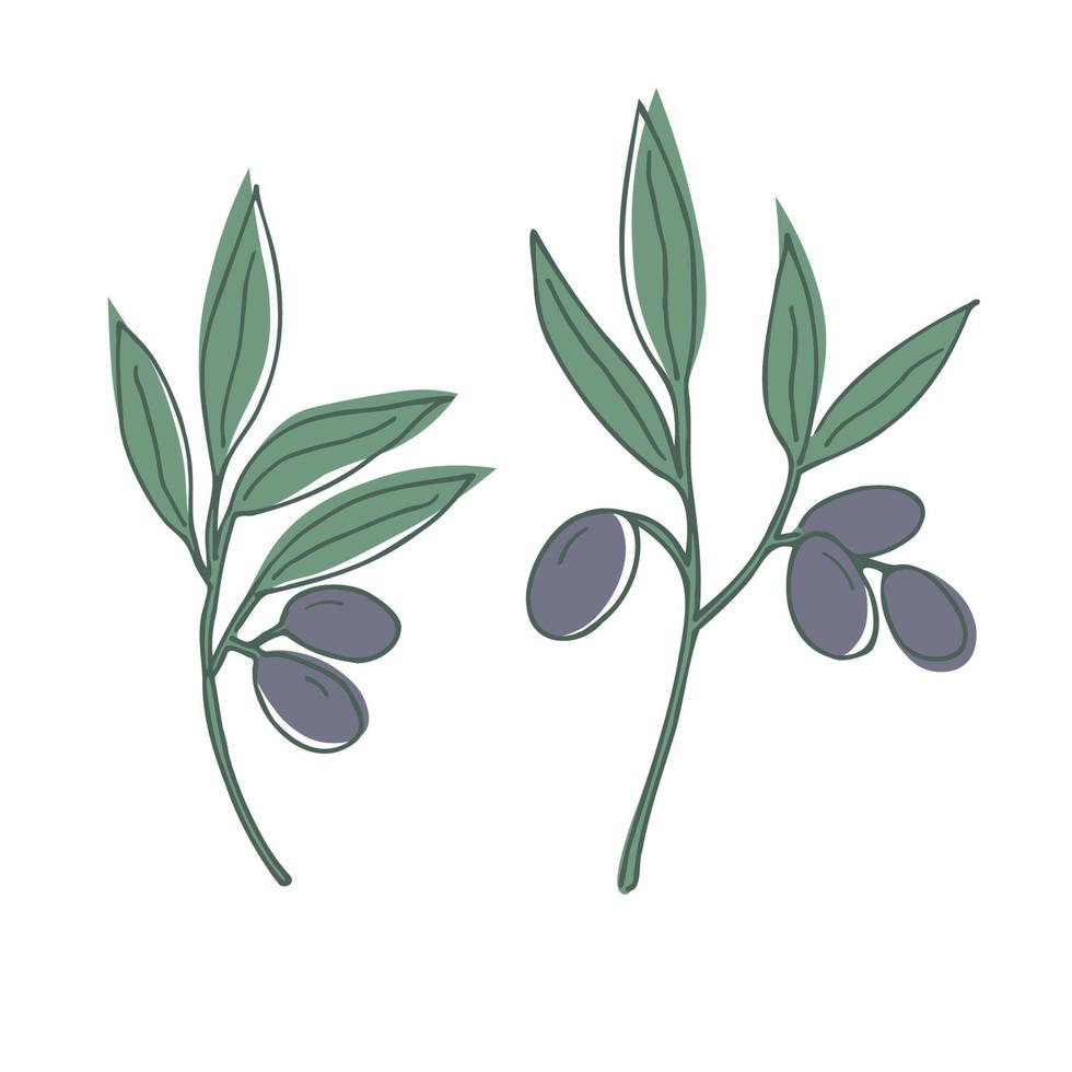 hand dragen grön vektor oliv gren. oliv olja tecken. en symbol av fred. grekisk religiös tecken. friska mat etiketter. organisk kosmetika. eco mat. naturlig element. jordbruks produkt. vit bakgrund