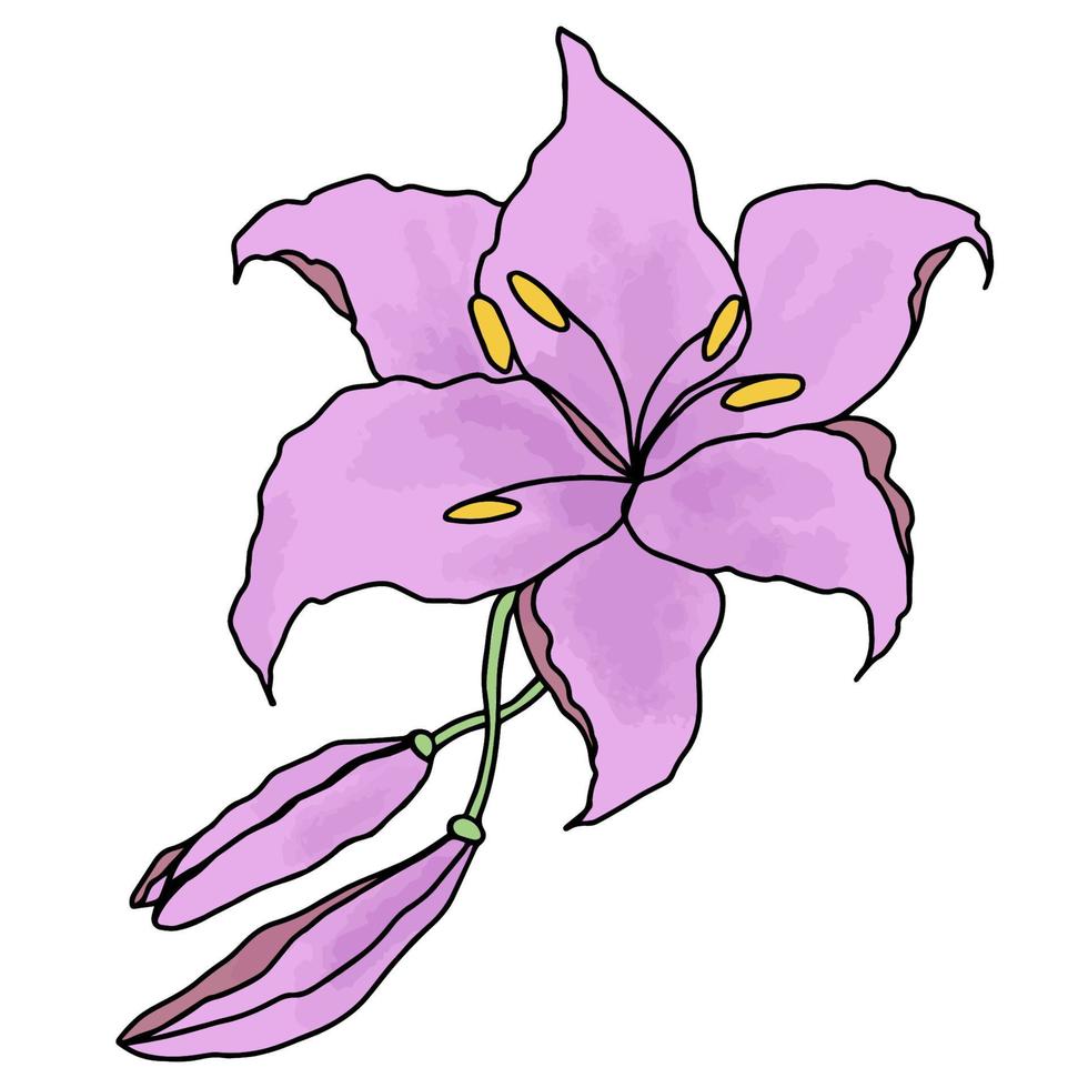 lilly hand dragen blomma vektor