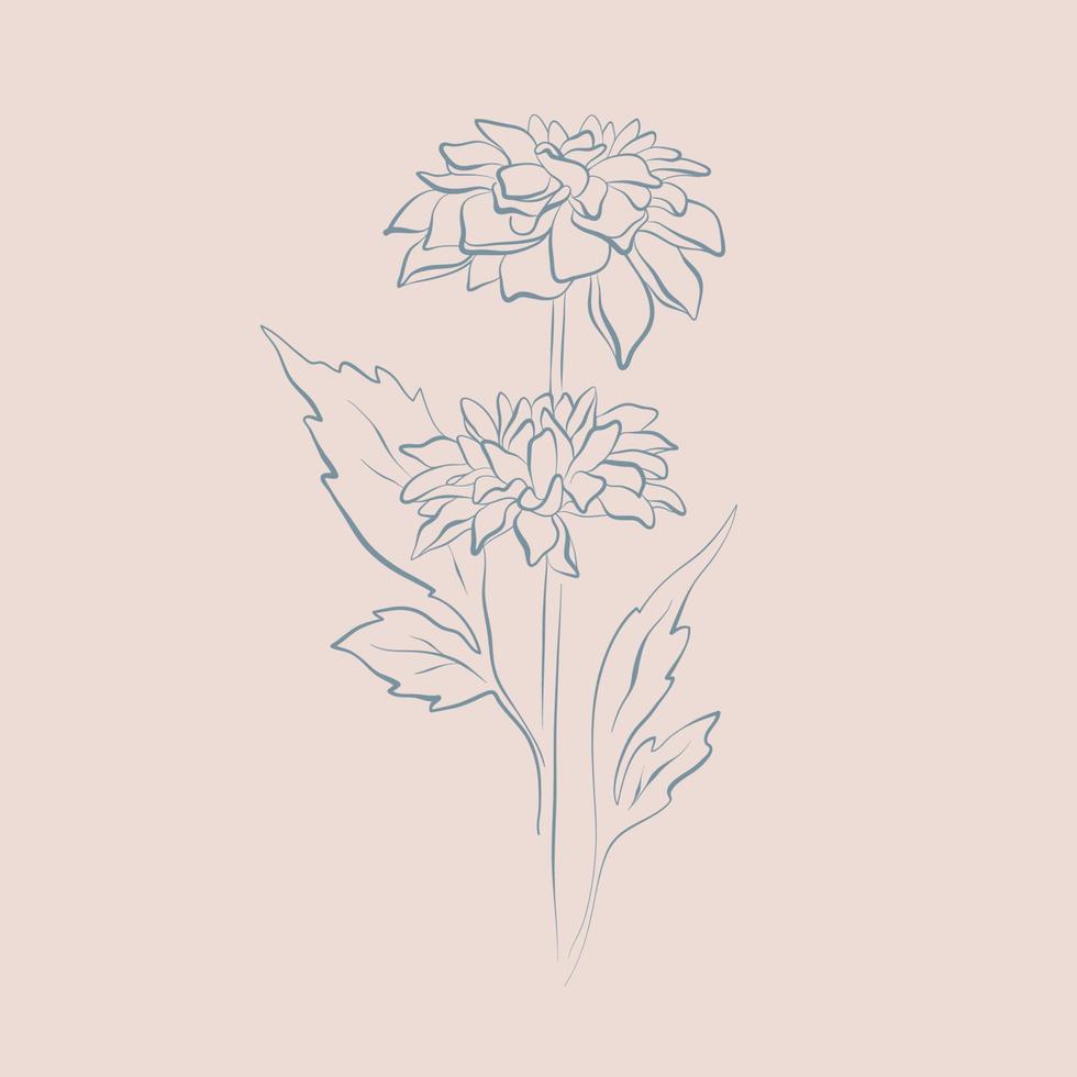 dahlia blomma linje konst hand dragen illustration vektor
