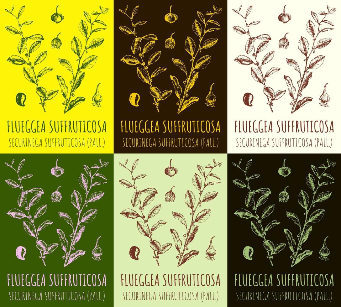 Reihe von Vektorzeichnungen flueggea suffruticosa in verschiedenen Farben. handgezeichnete Abbildung. lateinischer Name securinega suffruticosa. vektor