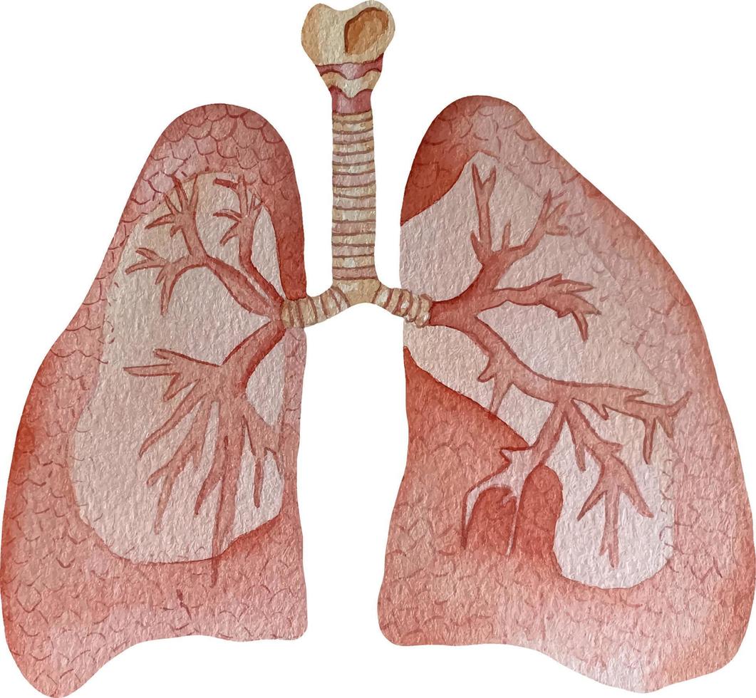 vattenfärg mänsklig lungor och respiratorisk systemet med bronkial Tre vektor