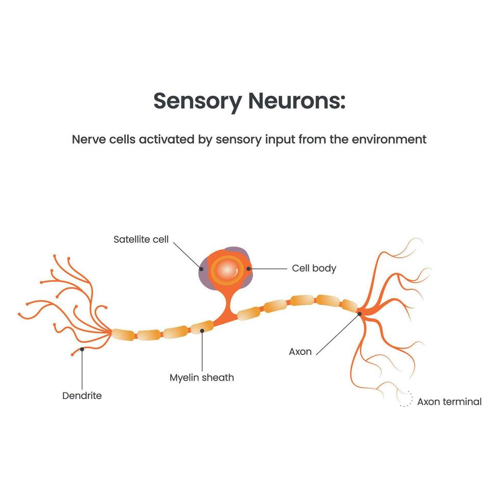 sensorische neuronendiagramm biologie bildungsvektorillustration vektor