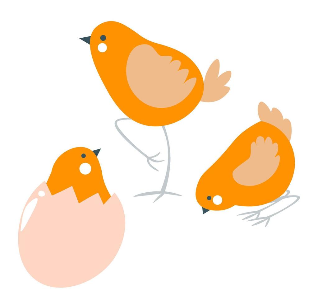 kleines Huhn in der Eierschale, Frühlingsgeflügelvektor vektor