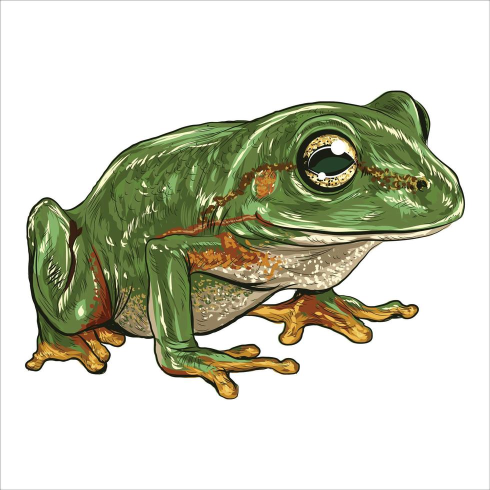 Europäischer Frosch. vintage handgezeichnete vektorillustration. vektor