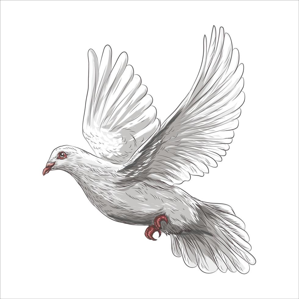Taubenvogel ist ein Symbol des Friedens und der Reinheit handgezeichnete Vektorgrafik realistische Skizze vektor