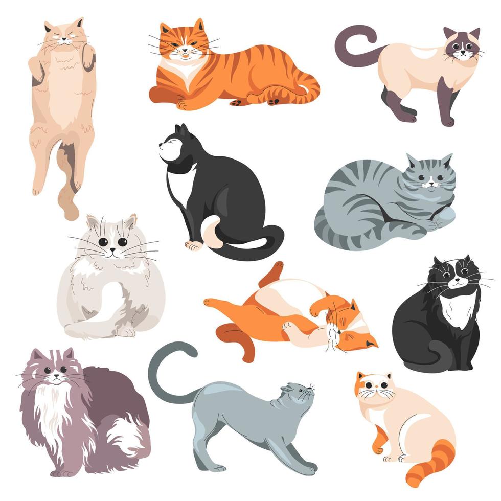 katter raser, hårig kattdjur djur kattungar vektor