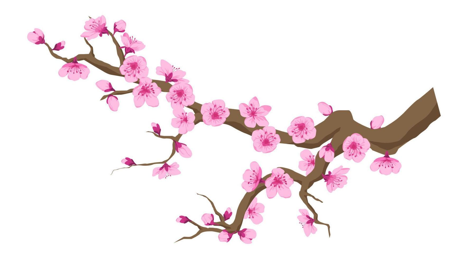 zweig mit sakura-blumen, kirschblütenvektor vektor