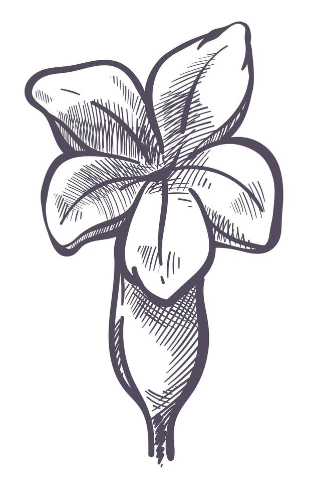 Blume mit Blättern und Blütenblättern, monochrome Skizze vektor