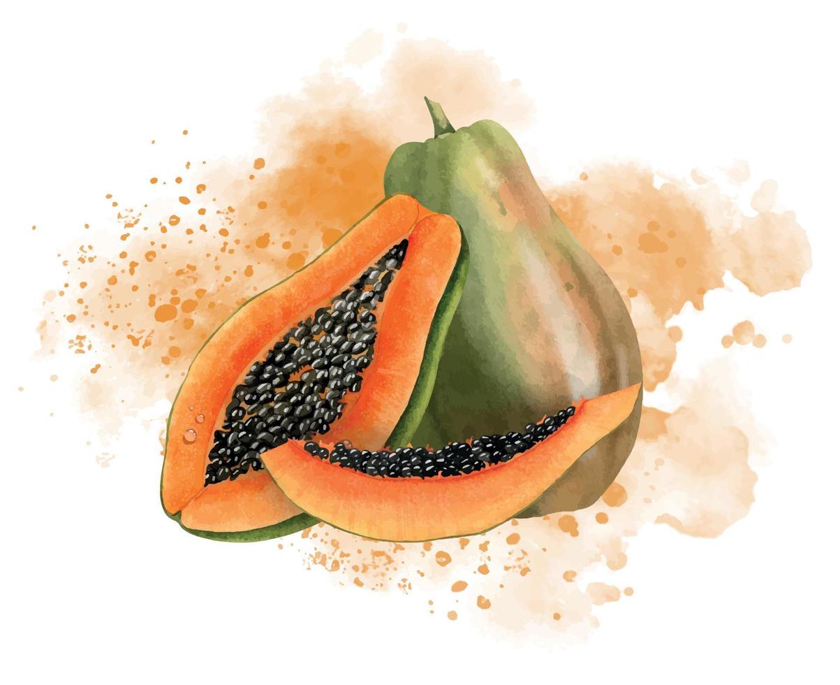 Aquarell Papaya-Früchte. hand gezeichnete lebensmittelillustration der pawpawpflanze mit abstrakten saftigen orangefarbenen spritzern auf lokalisiertem hintergrund. Zeichnung des exotischen tropischen Desserts. Skizze für Produktionsetikett vektor