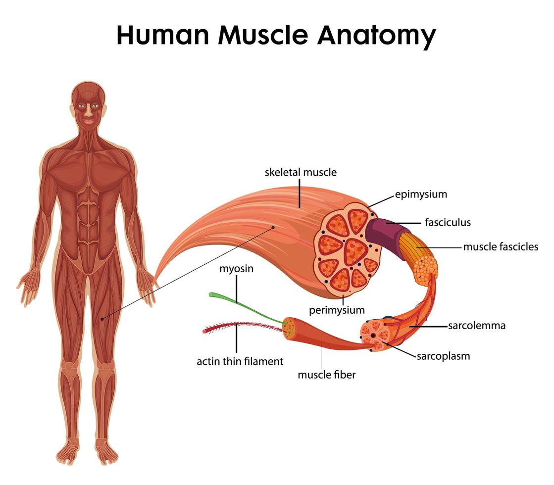 Anatomie des menschlichen Muskels für die Gesundheitserziehung Infografik vektor