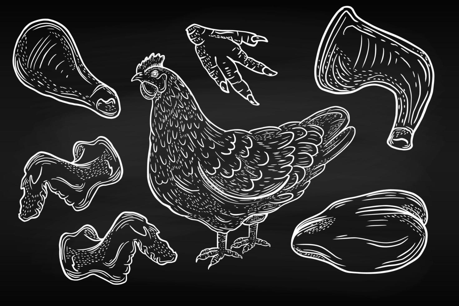 vektor teckning, skiss av fjäderfän Produkter. kyckling delar, ben. fjäderfän företag. Färg skiss. rå fjäderfän kött