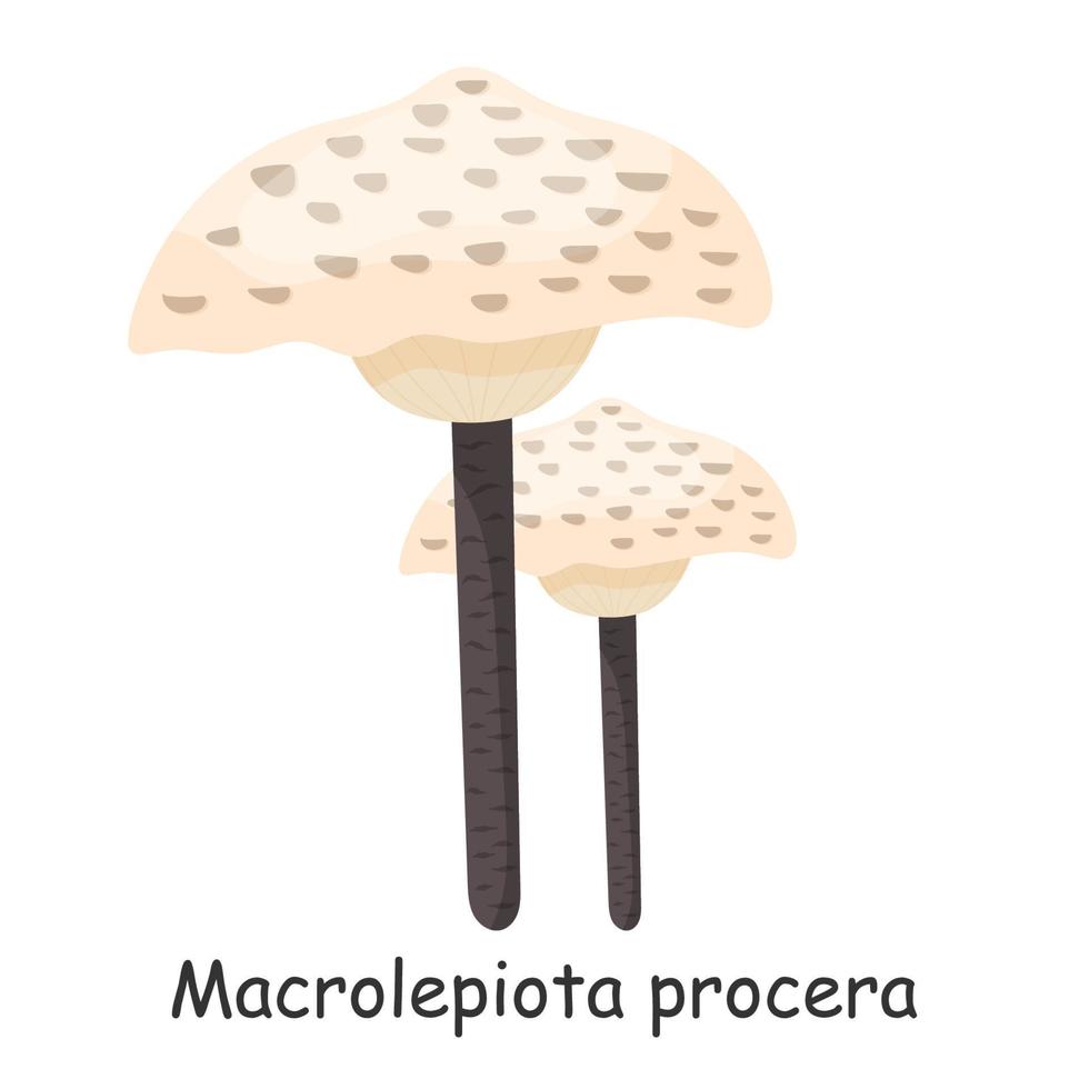 Macrolepiota procera. svamp. isolerat på vit bakgrund. skog. för din design. vektor