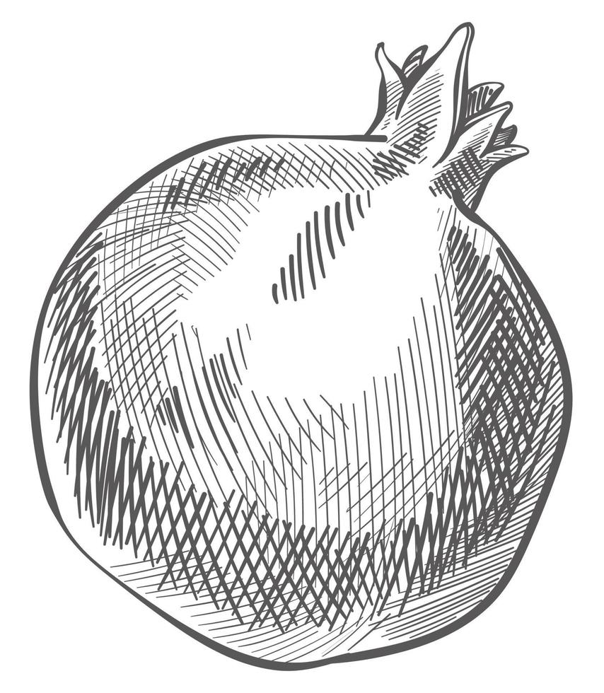 Granatapfelfrucht, schmackhafte und Bio-Lebensmittelskizze vektor