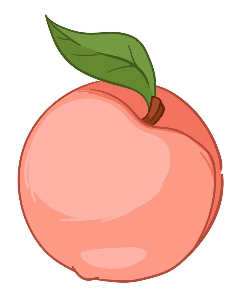 persika eller nektarin, mogen aprikos med blad vektor