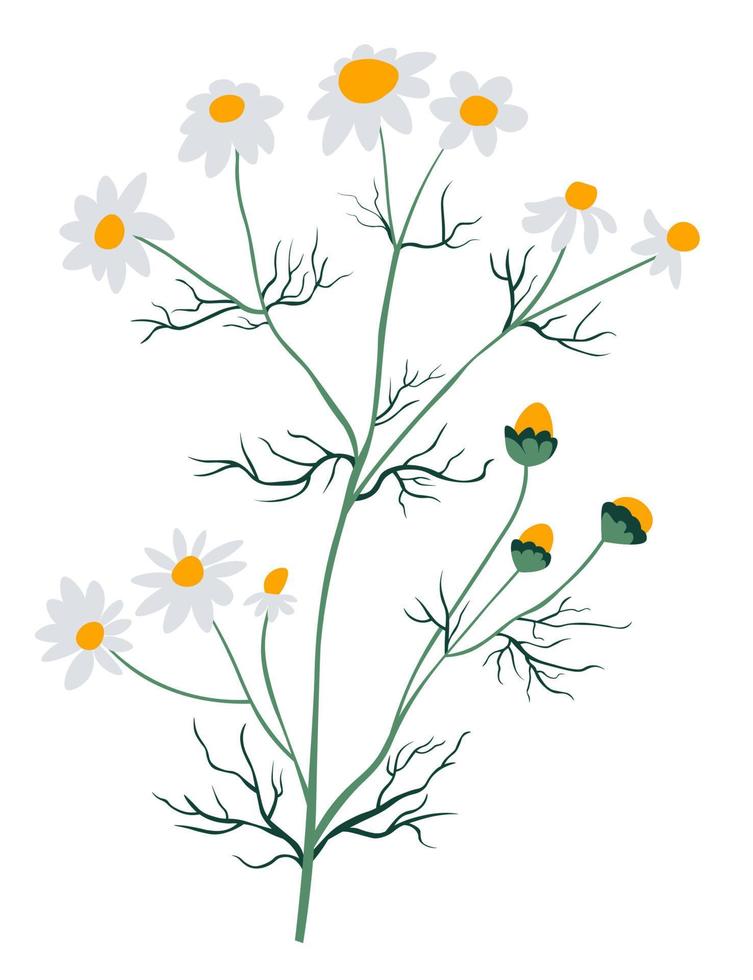 Kamille Wildblumenpflanze, blühende Blüte vektor