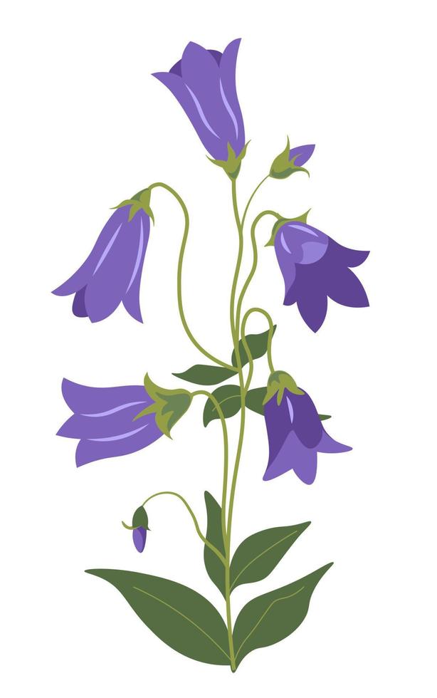 klockblomma växt, campanula i blomma vektor