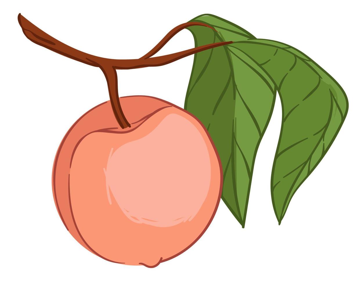 Pfirsich- oder Nektarinenfrucht, die am Zweigvektor hängt vektor