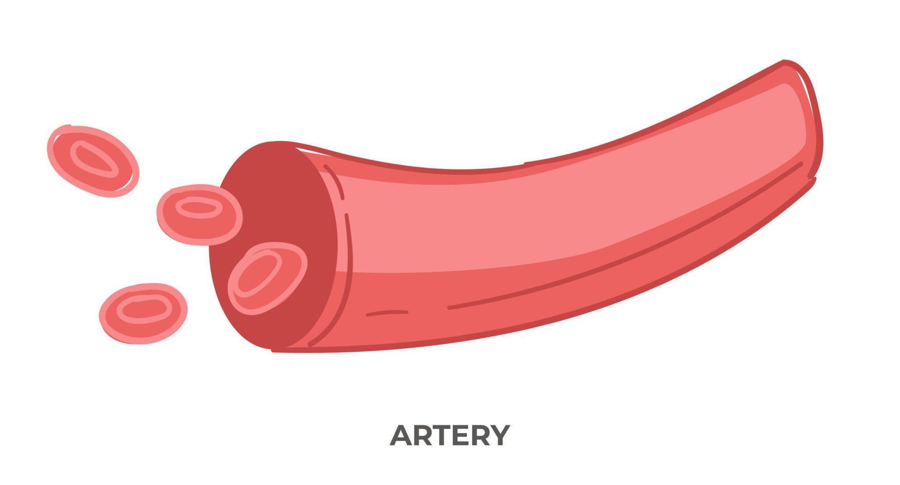 Arterienblutgefäße, Gesundheitswesen und Medizin vektor