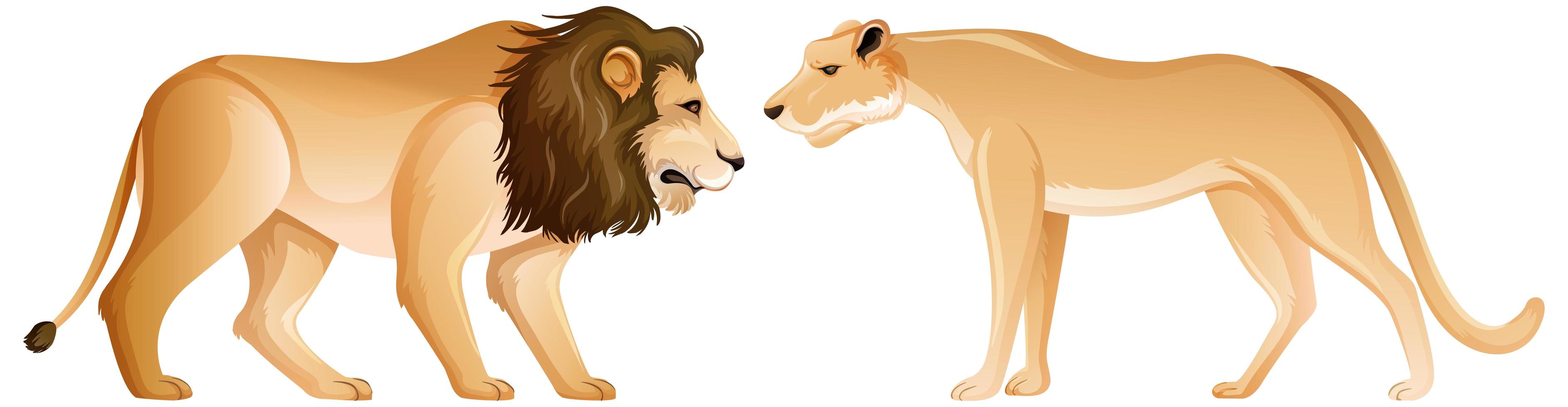 Löwe und Löwin in stehender Position auf weißem Hintergrund vektor