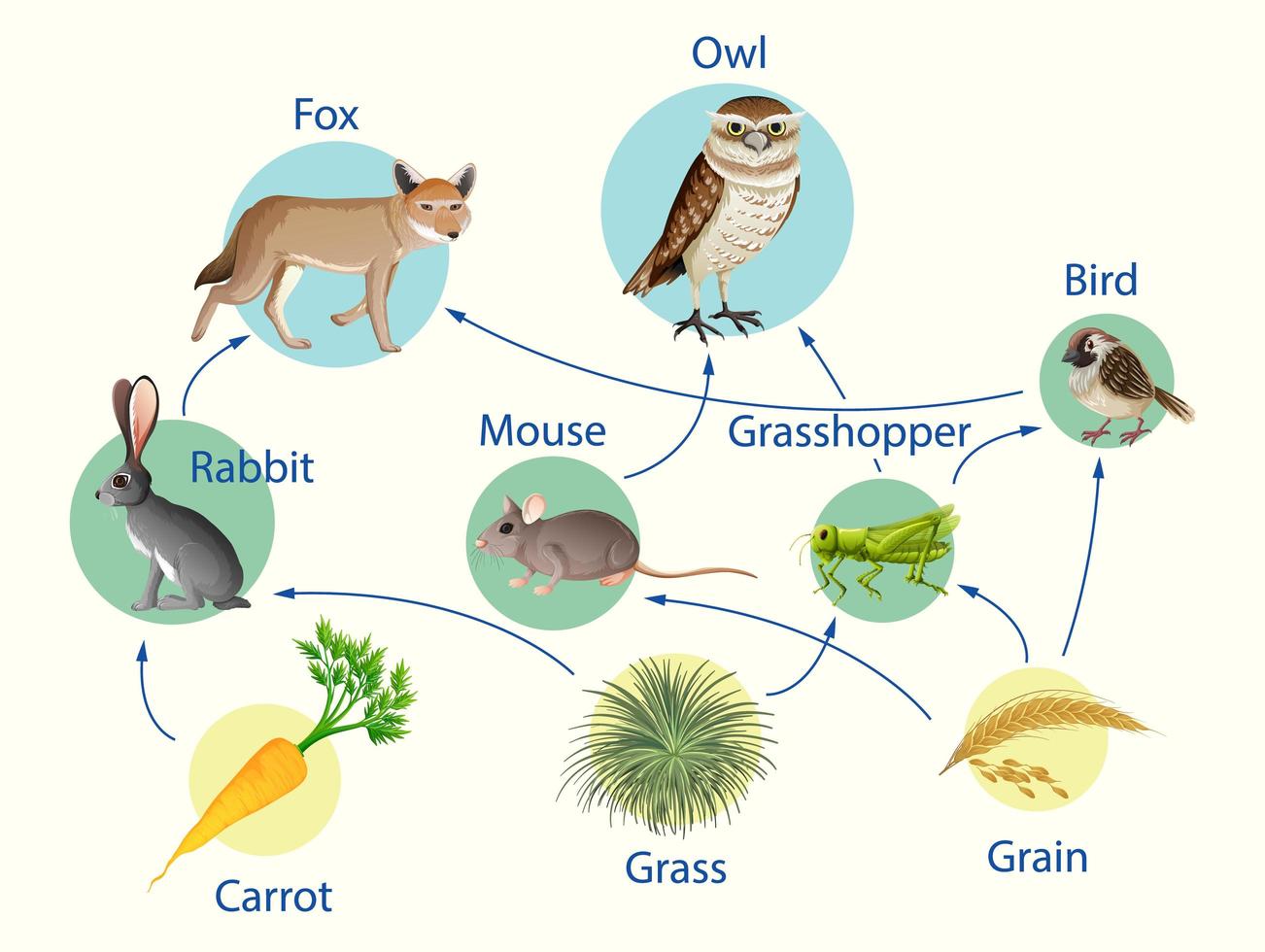 Bildungsplakat der Biologie für Nahrungsketten Diagramm vektor