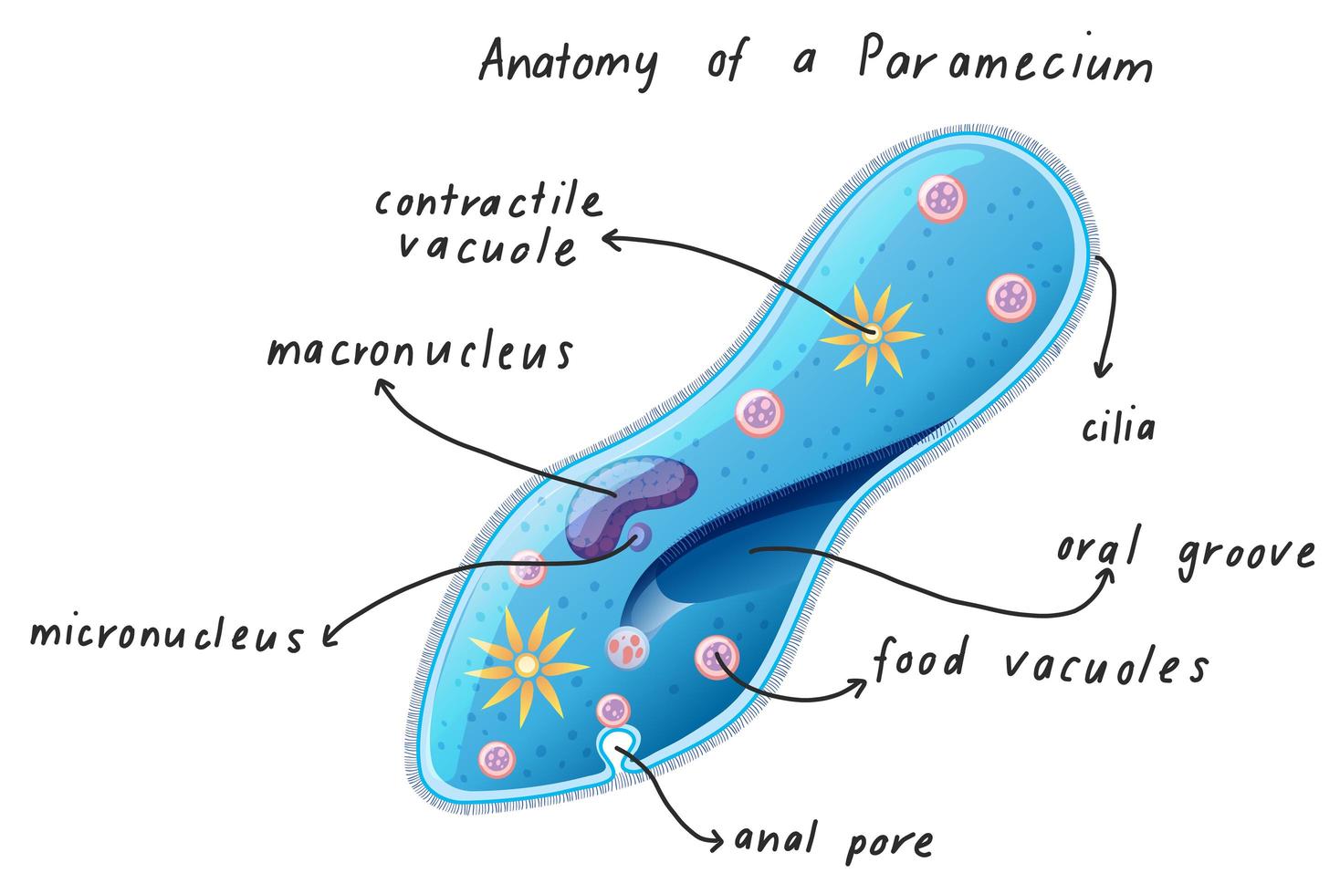 Anatomie eines Parameciums vektor