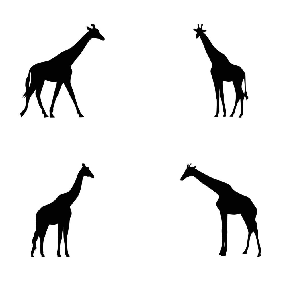 Reihe von Vektorsilhouetten von Giraffen auf weißem Hintergrund vektor