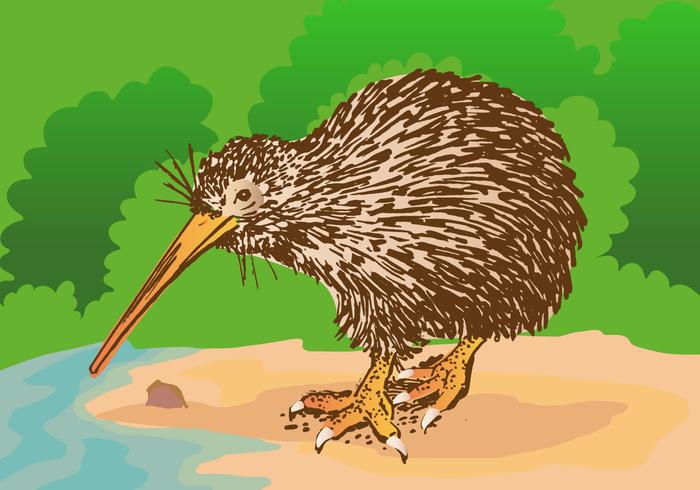 Gratis Kiwi Fågel Vektor Illustration