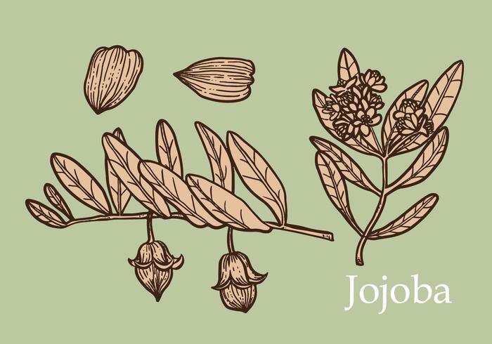 Jojoba uppsättning handritad vektor