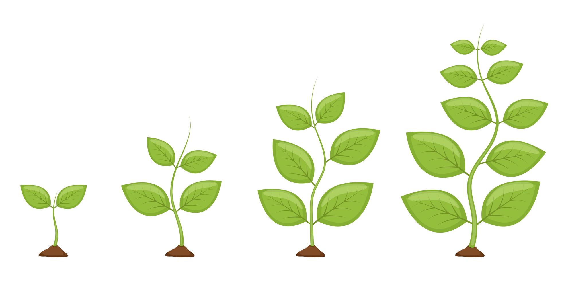 växttillväxtstadier vektor designillustration