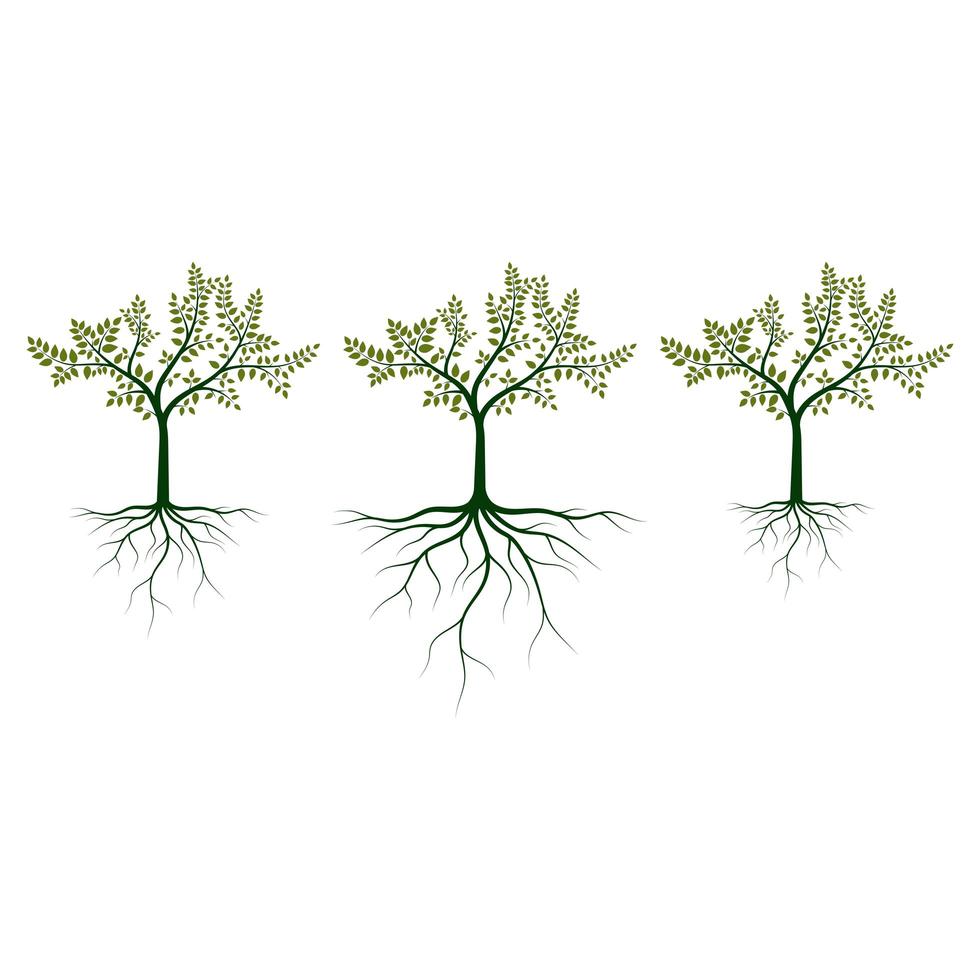 Baum mit Wurzelvektorentwurfsillustration lokalisiert auf weißem Hintergrund vektor