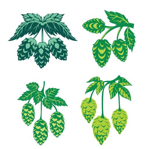 Green Hop Plant, Sketch Style Vector Illustration isolerad på vit bakgrund. Ripe Green Hop Cones, Ölbröd Ingrediens