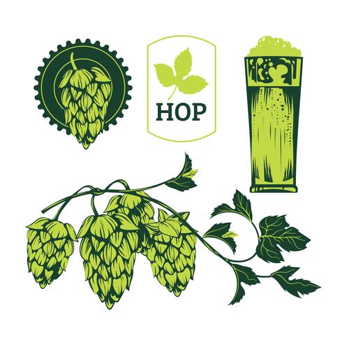 Green Hop Plant, Sketch Style Vector Illustration isolerad på vit bakgrund. Ripe Green Hop Cones, Ölbröd Ingrediens