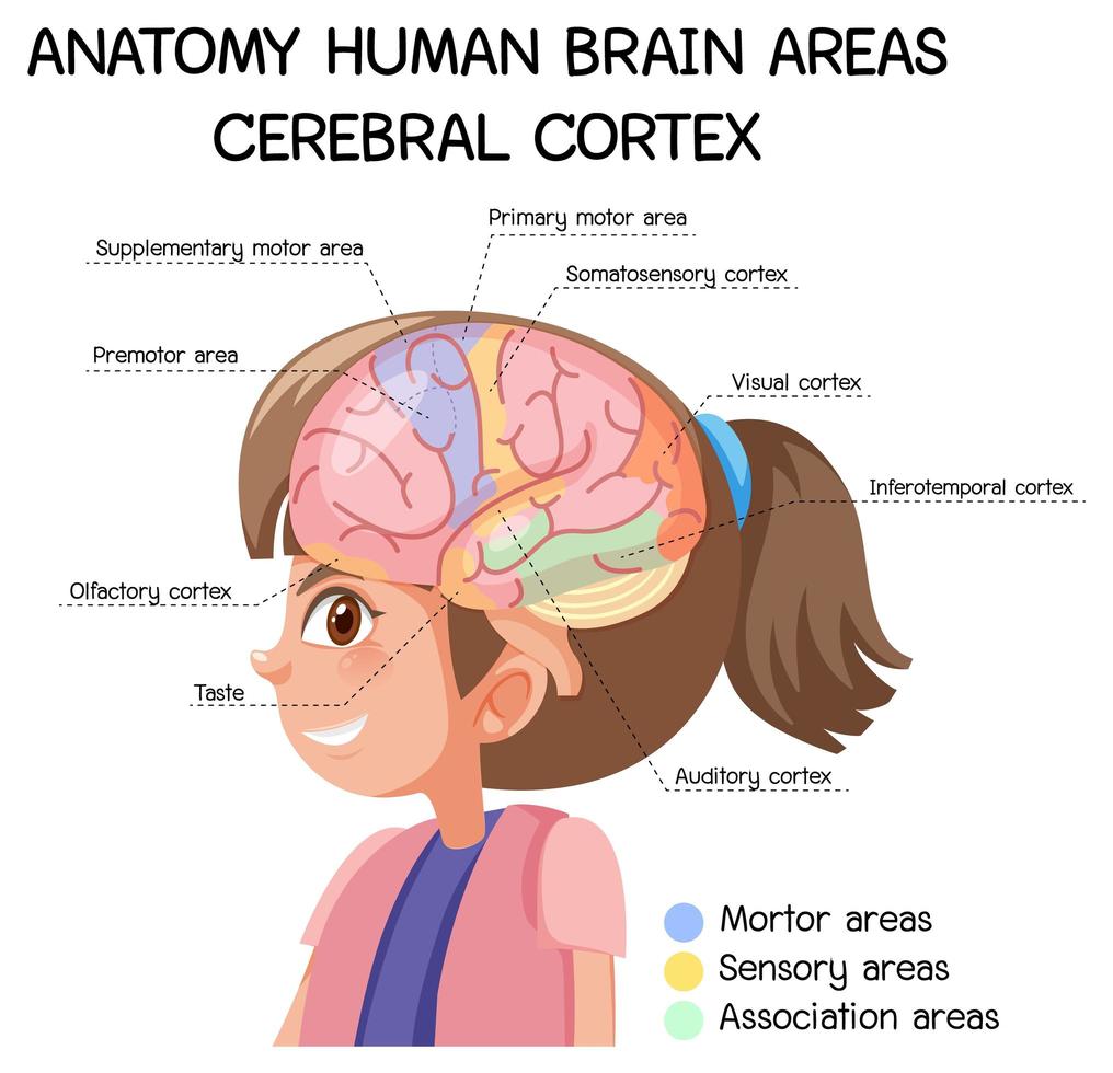 anatomi mänskliga hjärnområden hjärnbark med etikett vektor