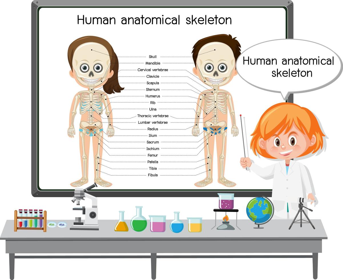 junger Arzt, der das menschliche anatomische Skelett erklärt vektor