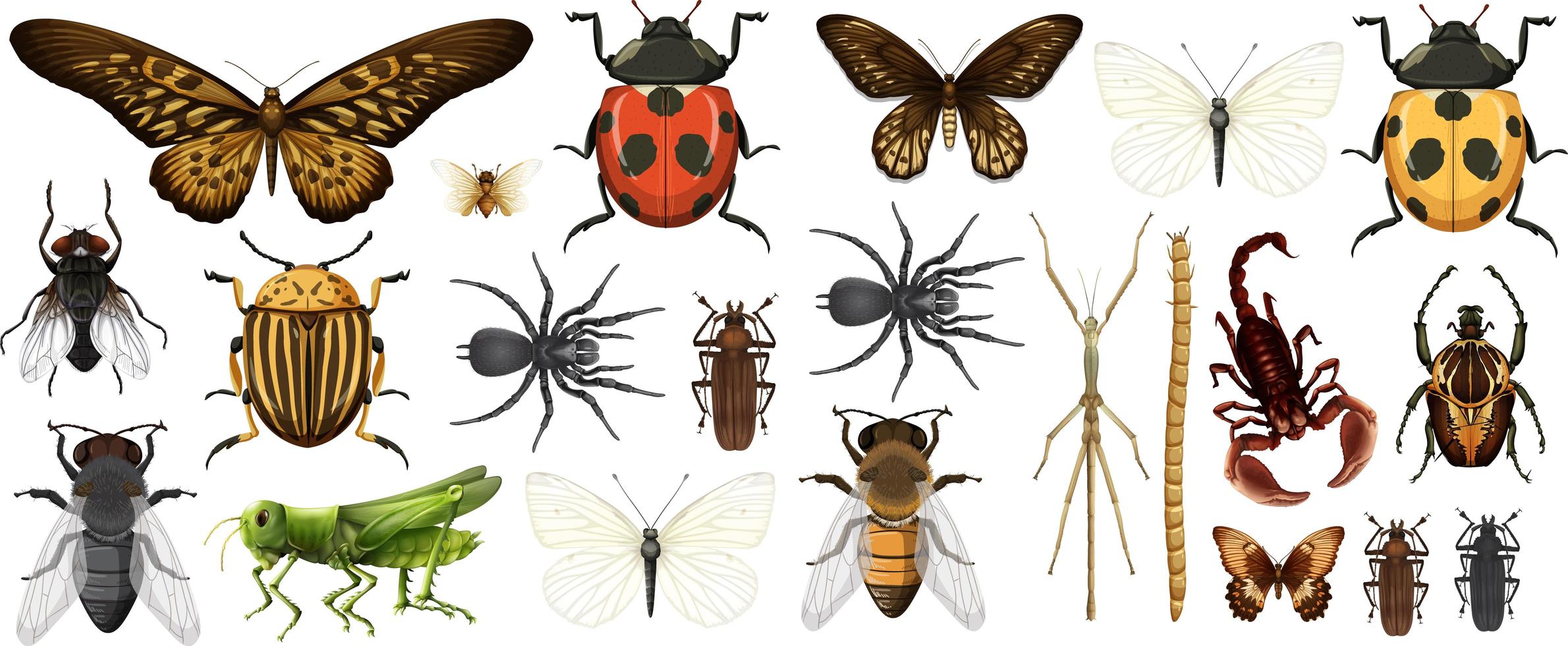 olika insekter samling isolerad på vit bakgrund vektor