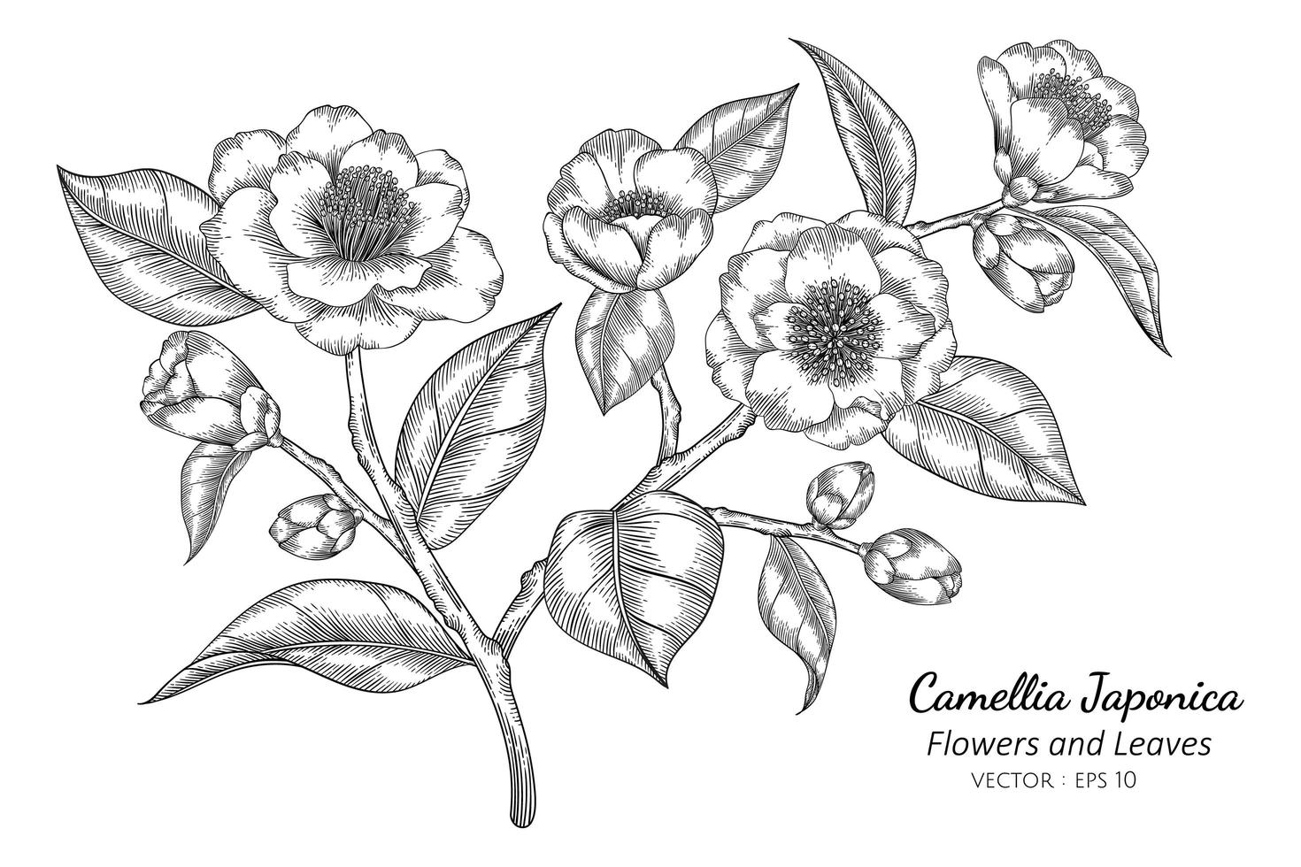handritad camellia japonica blomma vektor