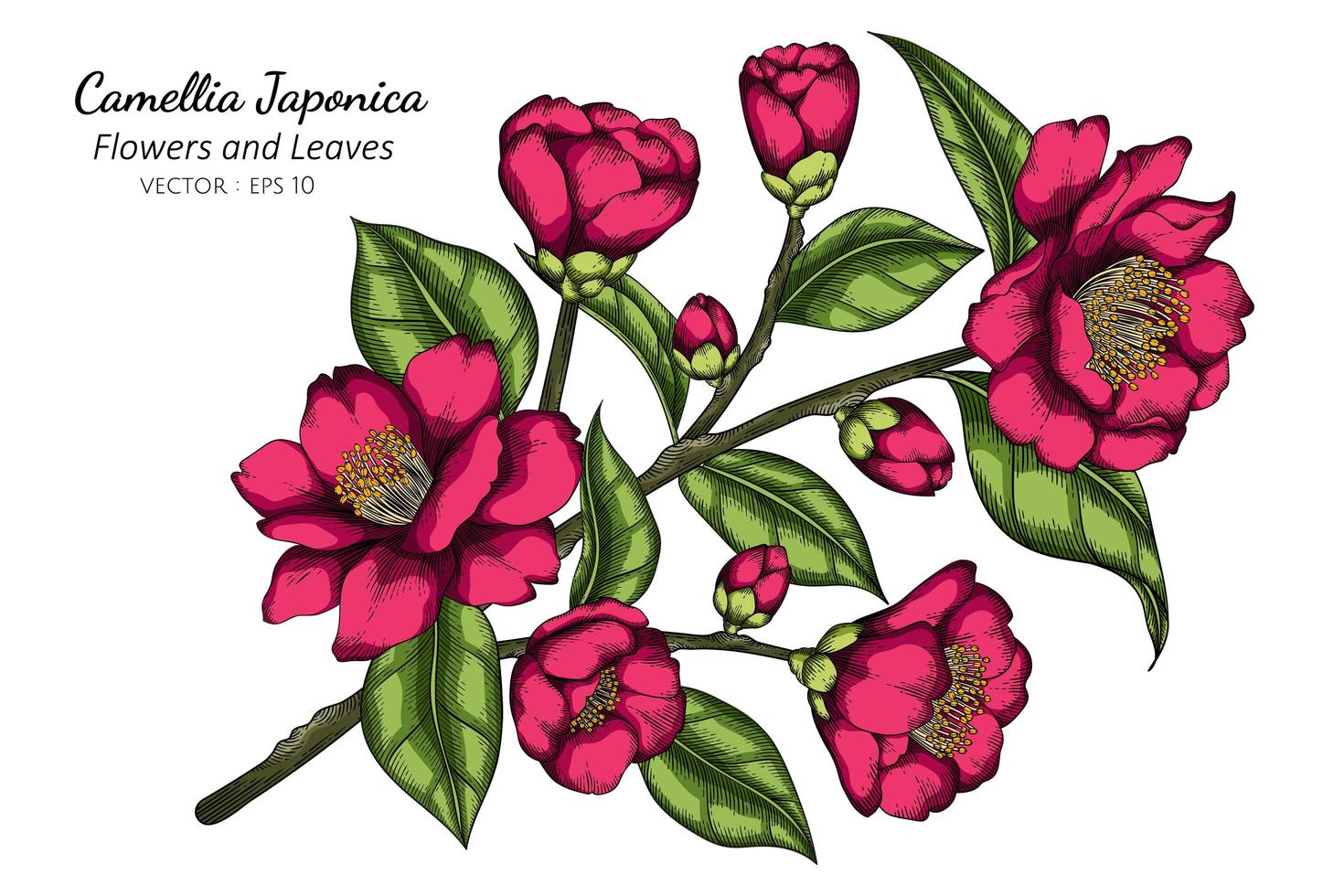 handritad rosa camellia japonica blomma vektor