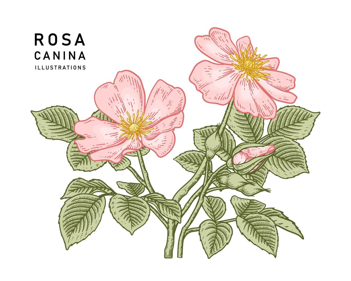 rosa hundros eller rosa canina blomma botaniska illustrationer. vektor