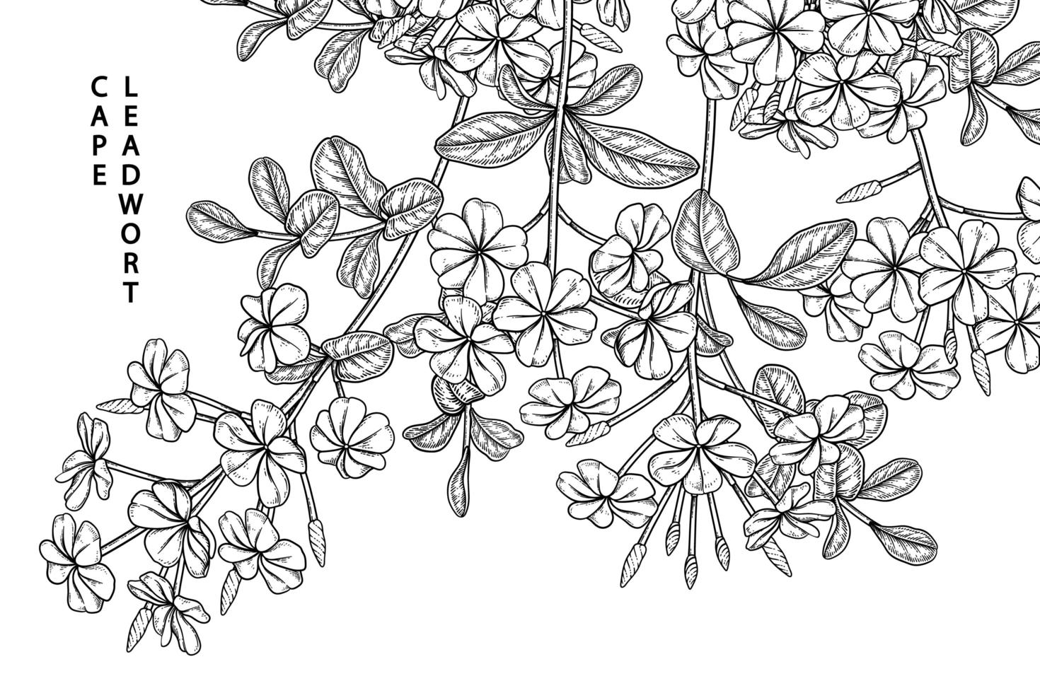 plumbago auriculata eller cape blyort blommor ritningar. vektor