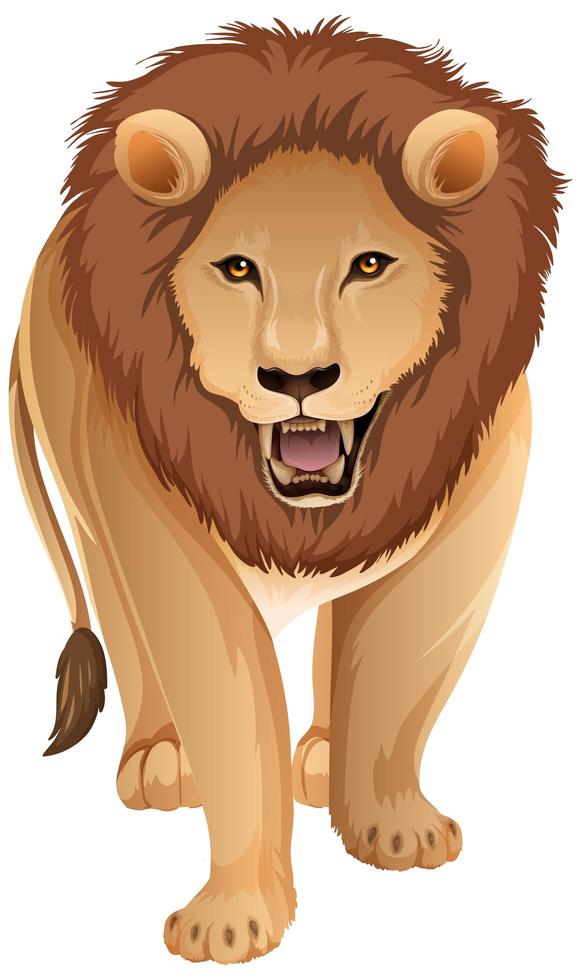 Vorderseite des erwachsenen Löwen in stehender Position auf weißem Hintergrund vektor